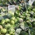 【推荐】湖北精品甘蓝，产地直发量大价优可视频看货欢迎