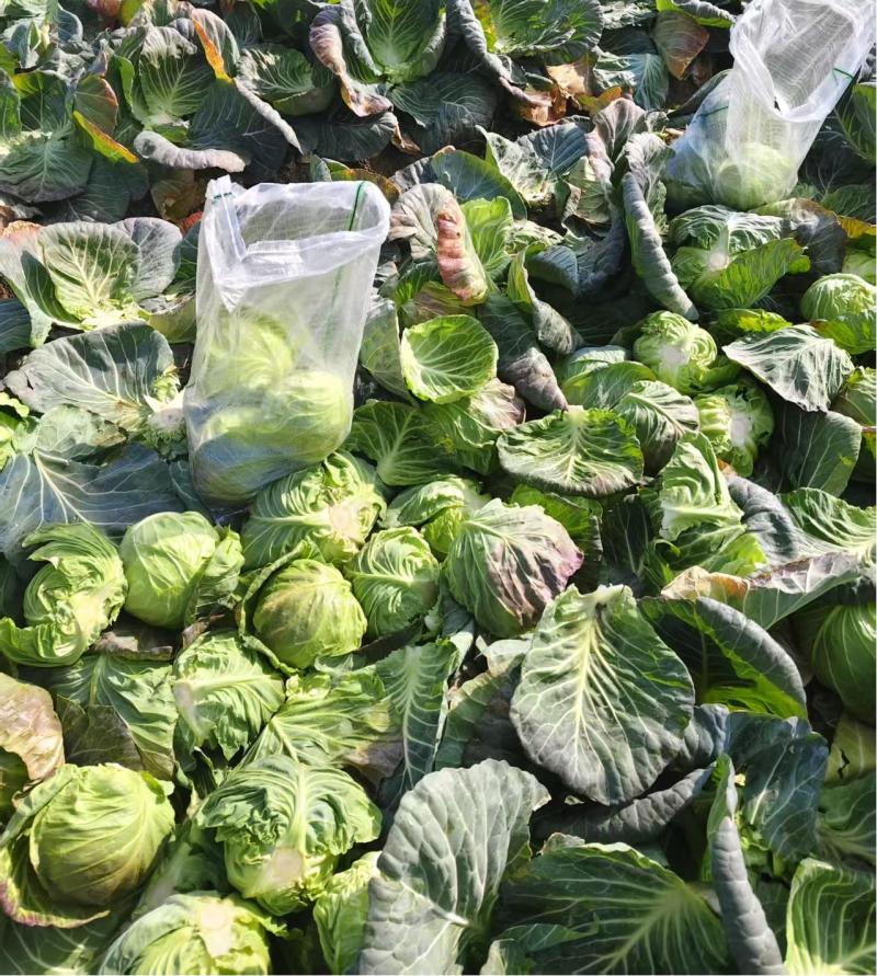 【推荐】湖北精品甘蓝，产地直发量大价优可视频看货欢迎