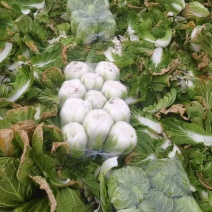 【热卖】精品白菜大白菜一手货源品质保障可视频看货欢迎