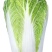 【热卖】精品白菜大白菜一手货源品质保障可视频看货欢迎