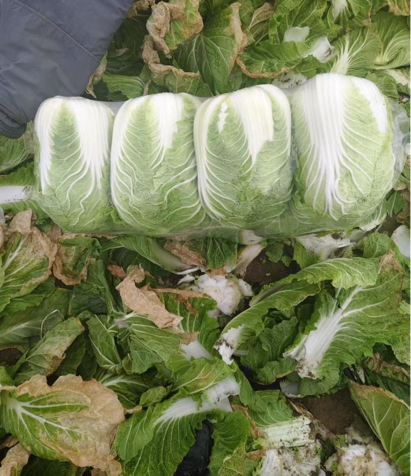【热卖】精品白菜大白菜一手货源品质保障可视频看货欢迎