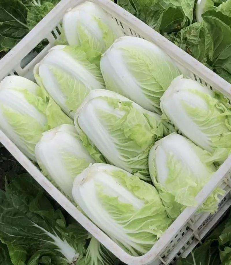 【热卖】精品白菜大白菜一手货源品质保障可视频看货欢迎