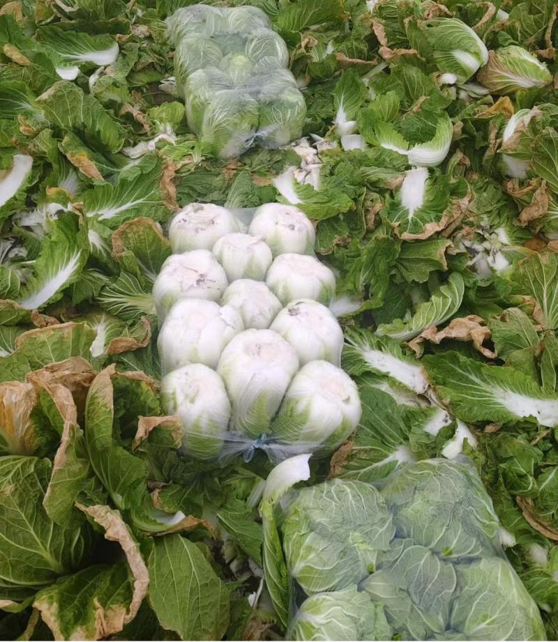 【热卖】精品白菜大白菜一手货源品质保障可视频看货欢迎