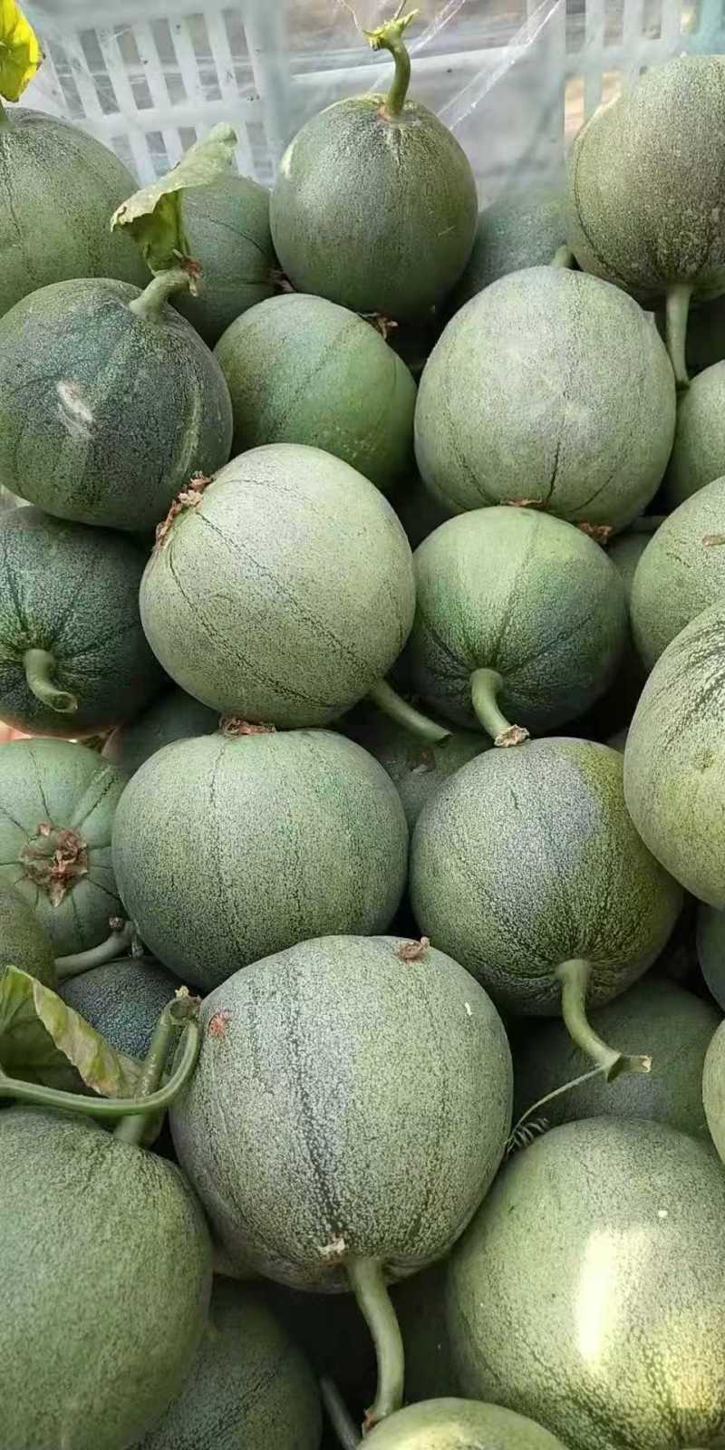 绿宝甜瓜