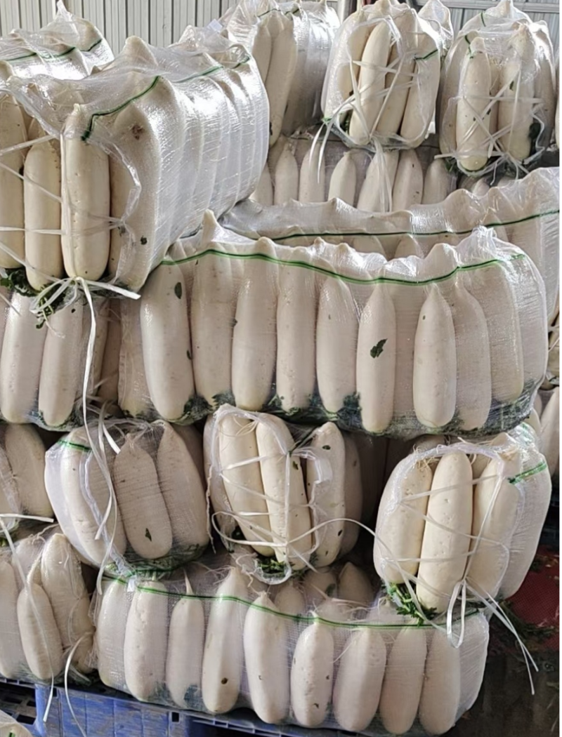 【优质】精品白萝卜湖北白萝卜产地直发一手货源可视频看货