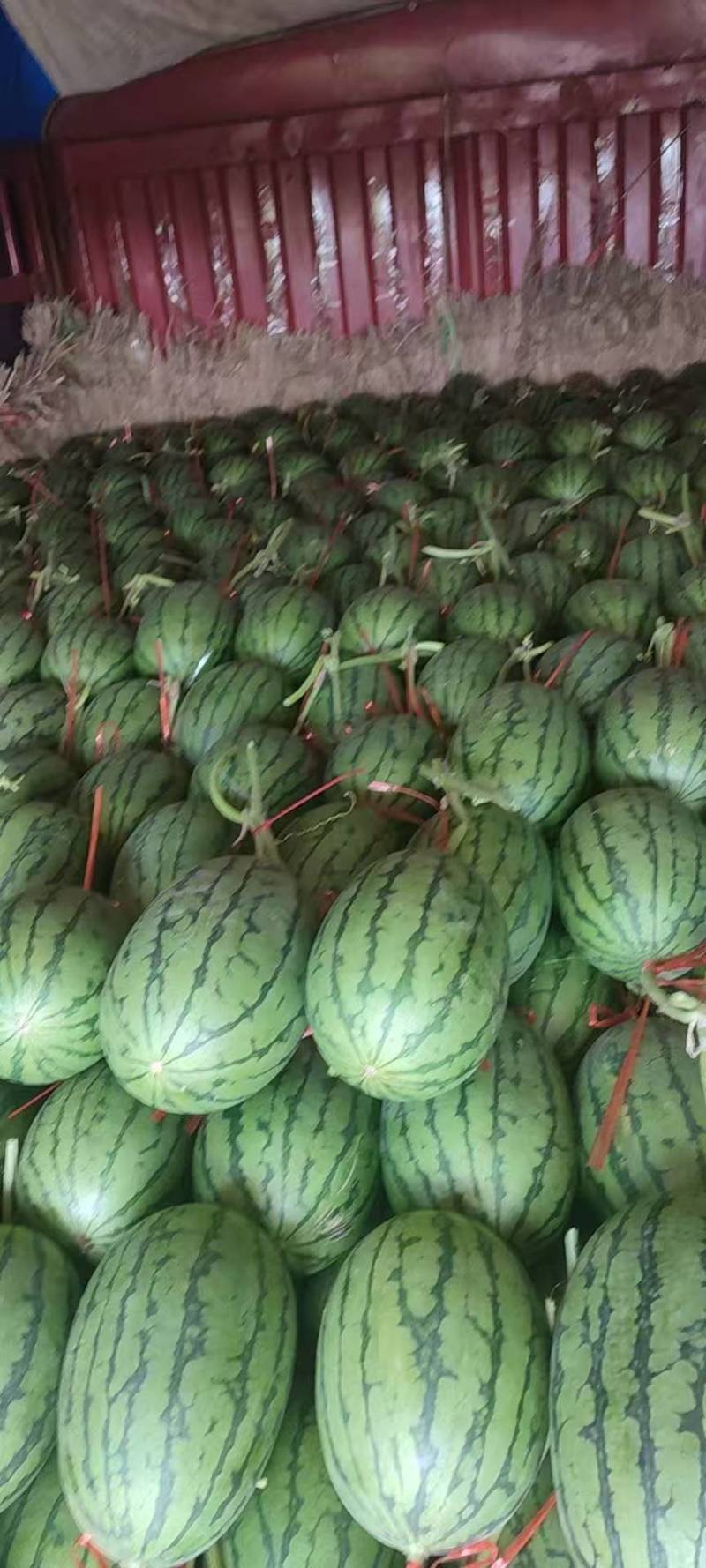 山东精品甜王西瓜头茬西瓜脆甜多汁品质保障欢迎实地考察