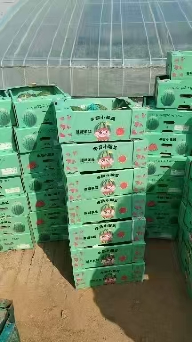 山东全美2K西瓜冰糖子小西瓜小吊瓜大量上市欢迎咨询