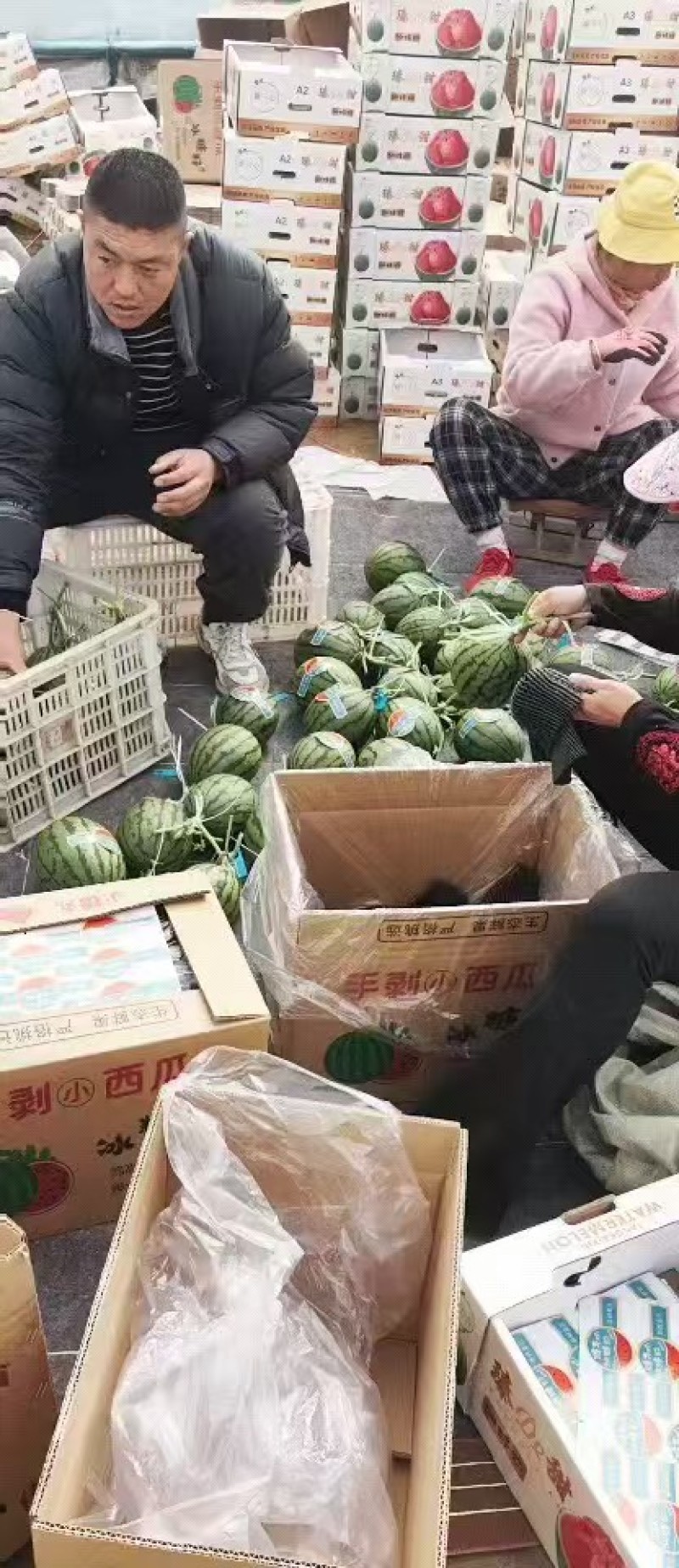 山东全美2K西瓜冰糖子小西瓜小吊瓜大量上市欢迎咨询