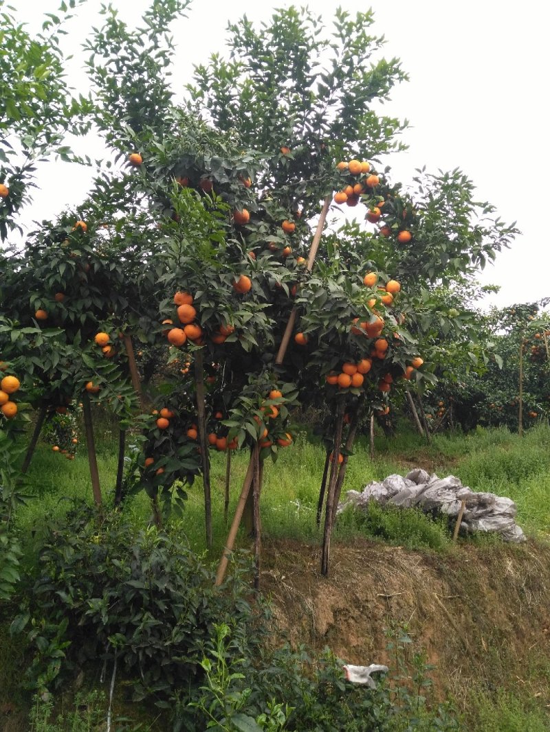 福建平和沃柑茂谷柑全国发货电商供货，社区团购
