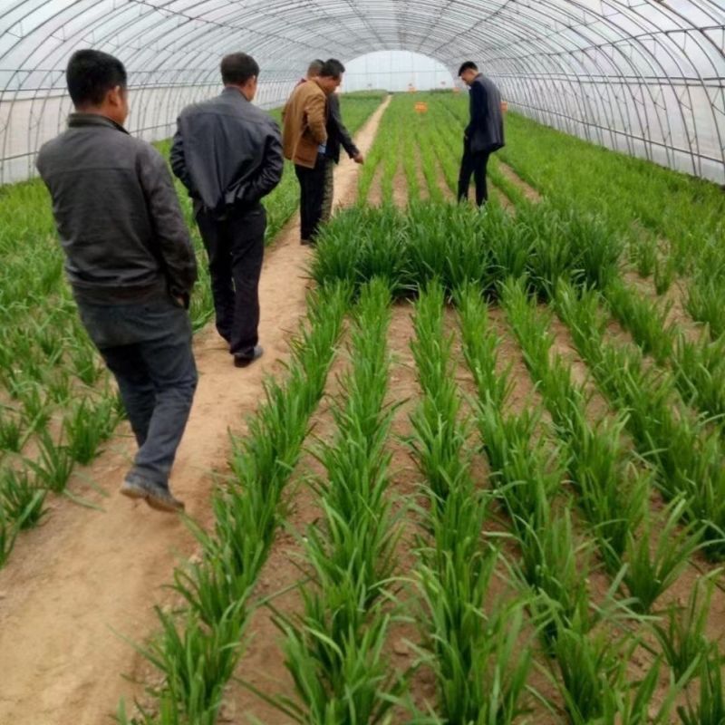 久星10号韭菜种子抗寒抗病叶色深绿青白色辛香味浓