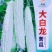 大白龙苦瓜种子白苦瓜种子耐热抗病连续座果能力强