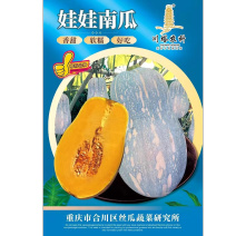 娃娃南瓜种子香甜软糯口感很粉甜面耐储运