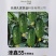 津鑫55水果黄瓜种子强雌耐低温清香脆嫩圆润饱满