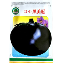 黑圆茄种子万吨黑美冠果肉浅白色大果型油亮基地种植
