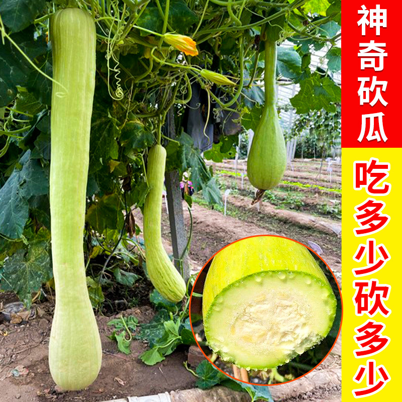 砍瓜种子高产神奇砍瓜种子随吃随砍5粒