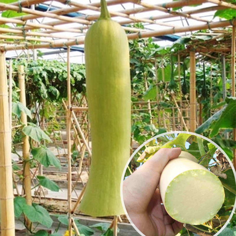 砍瓜种子高产神奇砍瓜种子随吃随砍5粒