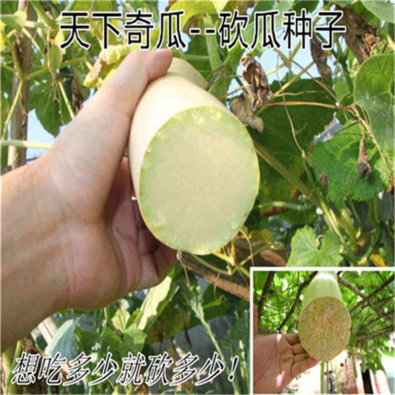 砍瓜种子高产神奇砍瓜种子随吃随砍5粒
