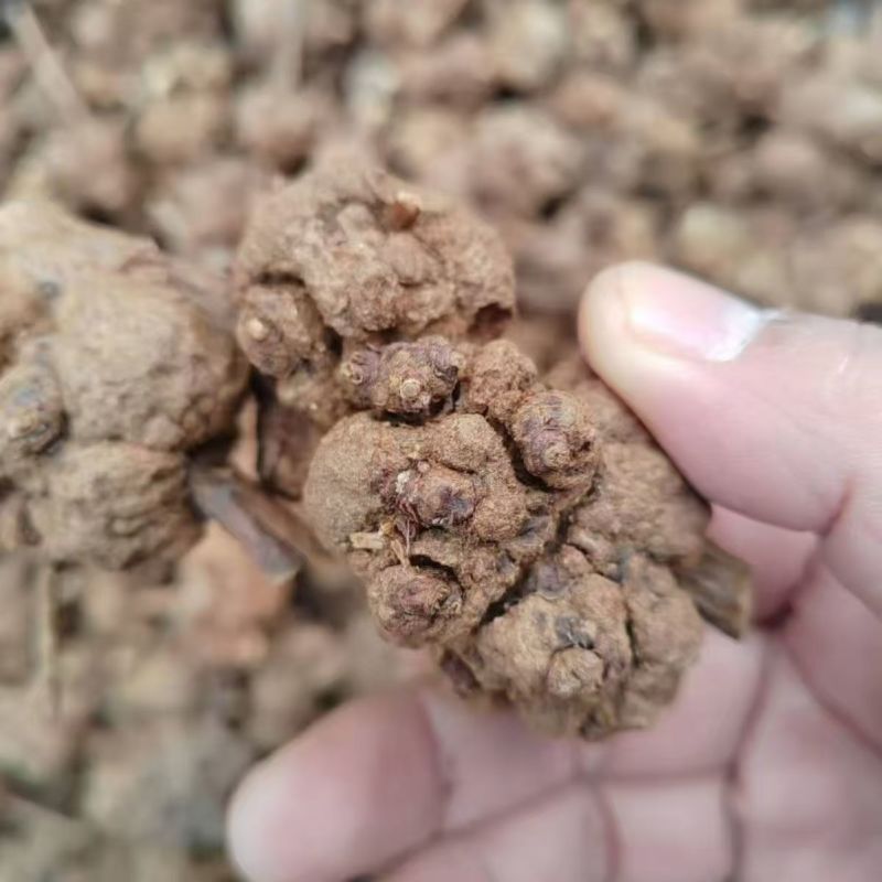 消瘤果产地货源一件代发