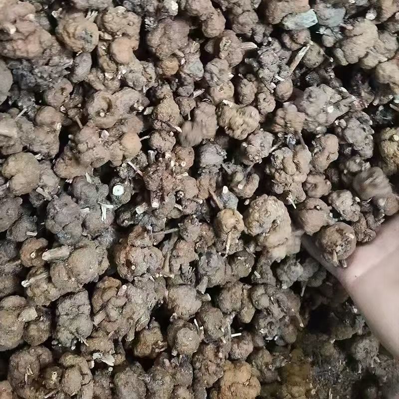 消瘤果产地货源一件代发