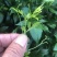 莓茶张家界莓茶藤茶牙尖莓茶产地货源大货批发