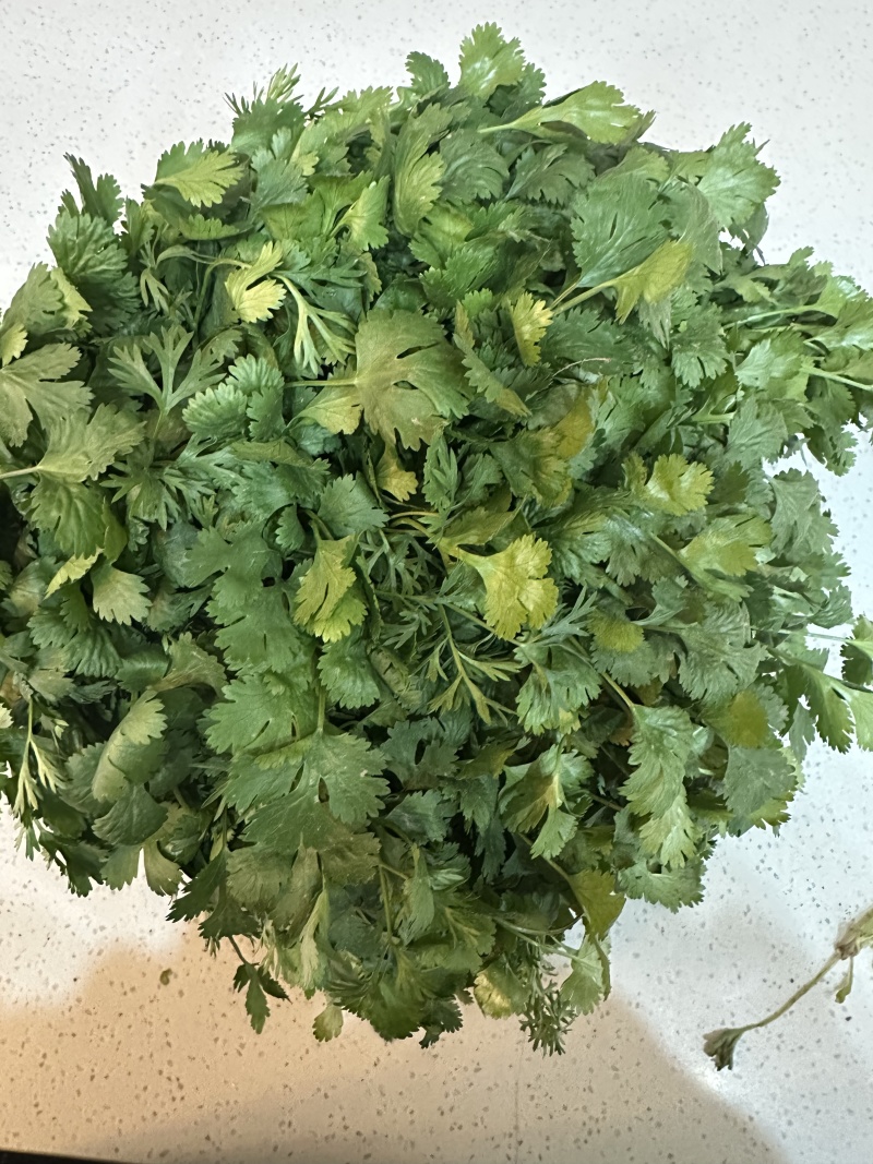 河南精品香菜基地供应大量有货产地直发诚信经营