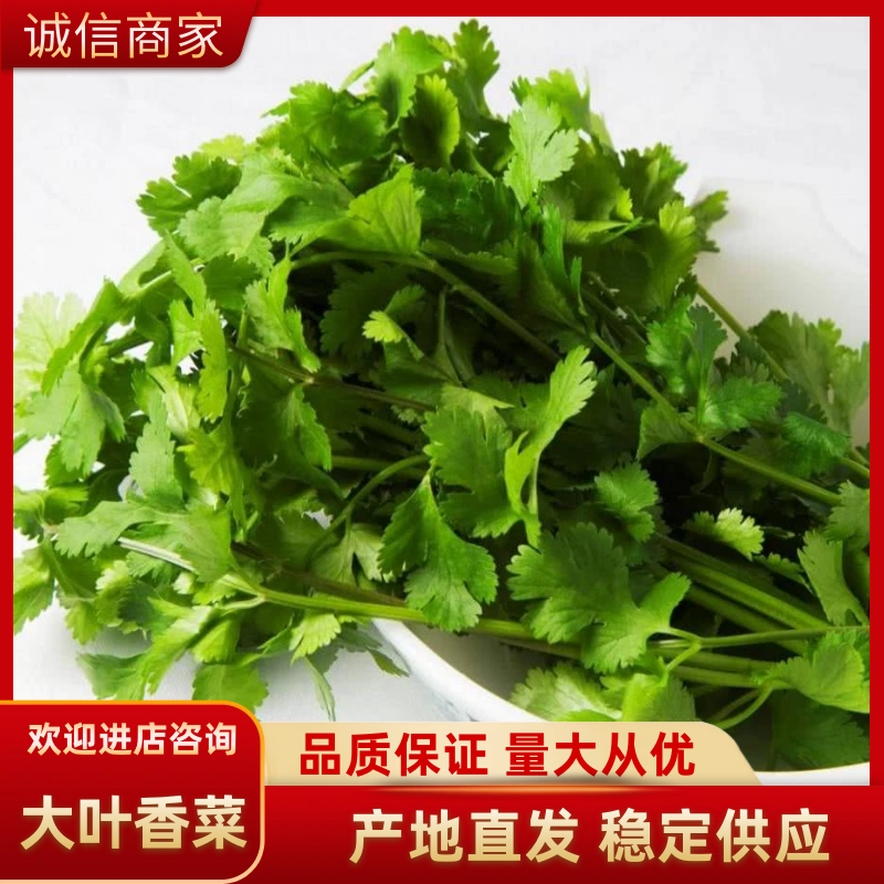河南精品香菜基地供应大量有货产地直发诚信经营