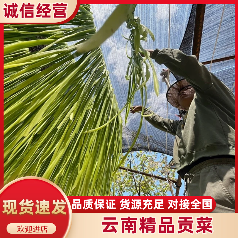 云南贡菜鲜条切段定制产地直销源头货源批发2025新菜