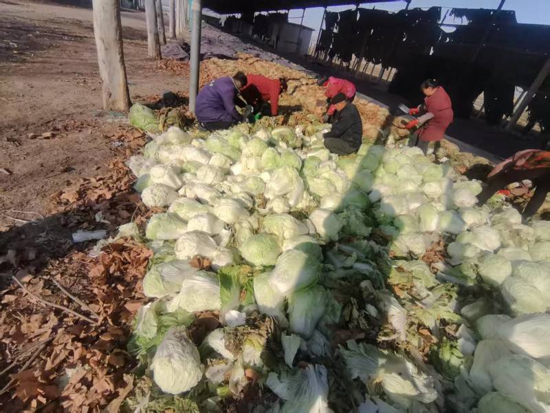 新鲜黄心白菜，健康，口感脆嫩，营养丰富，家庭餐桌