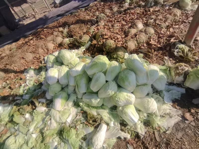 新鲜黄心白菜，健康，口感脆嫩，营养丰富，家庭餐桌