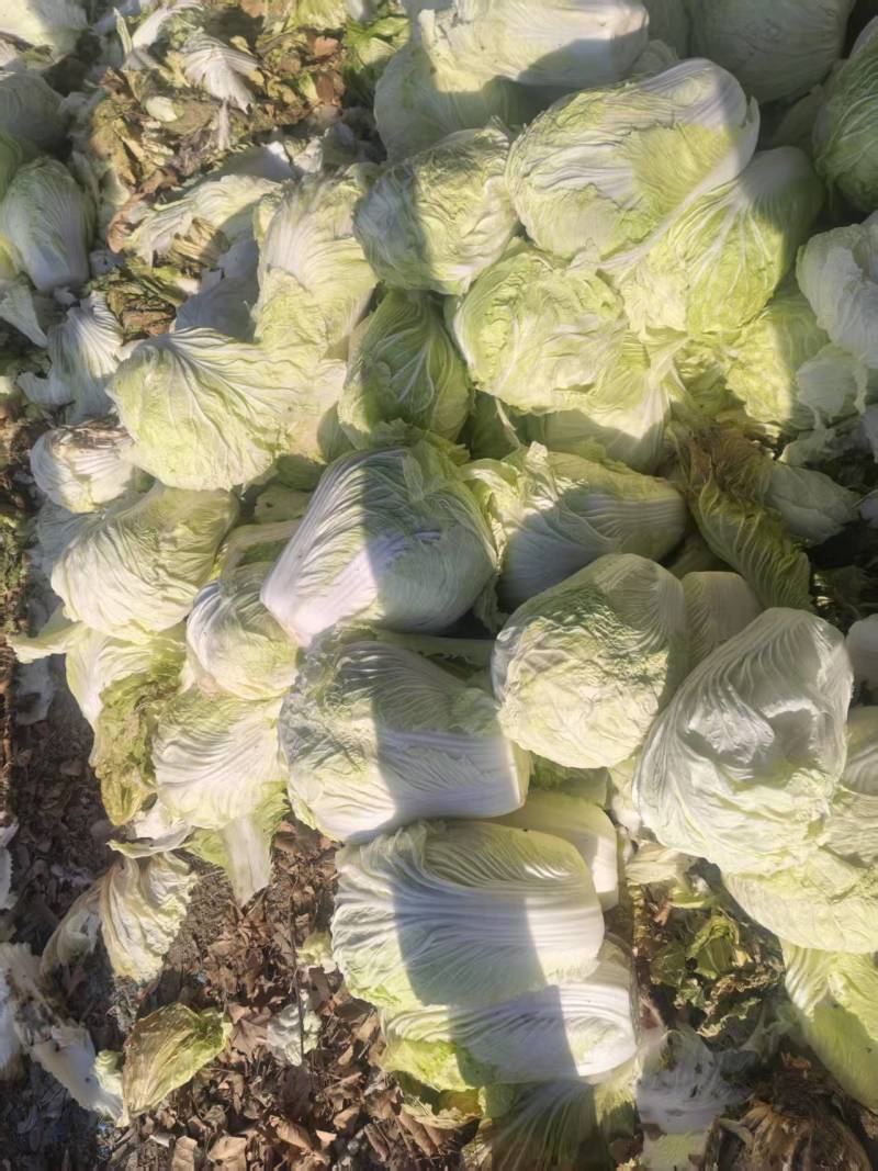 新鲜黄心白菜，健康，口感脆嫩，营养丰富，家庭餐桌