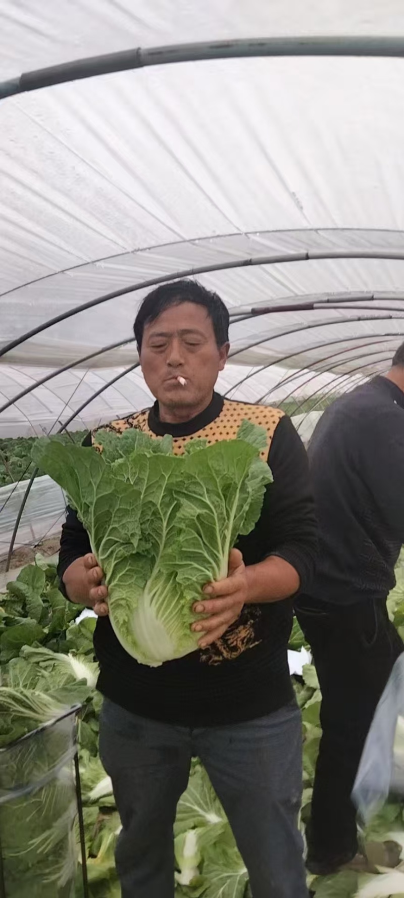 江苏东台黄心白菜大量供货产地直发价格优惠品质保证