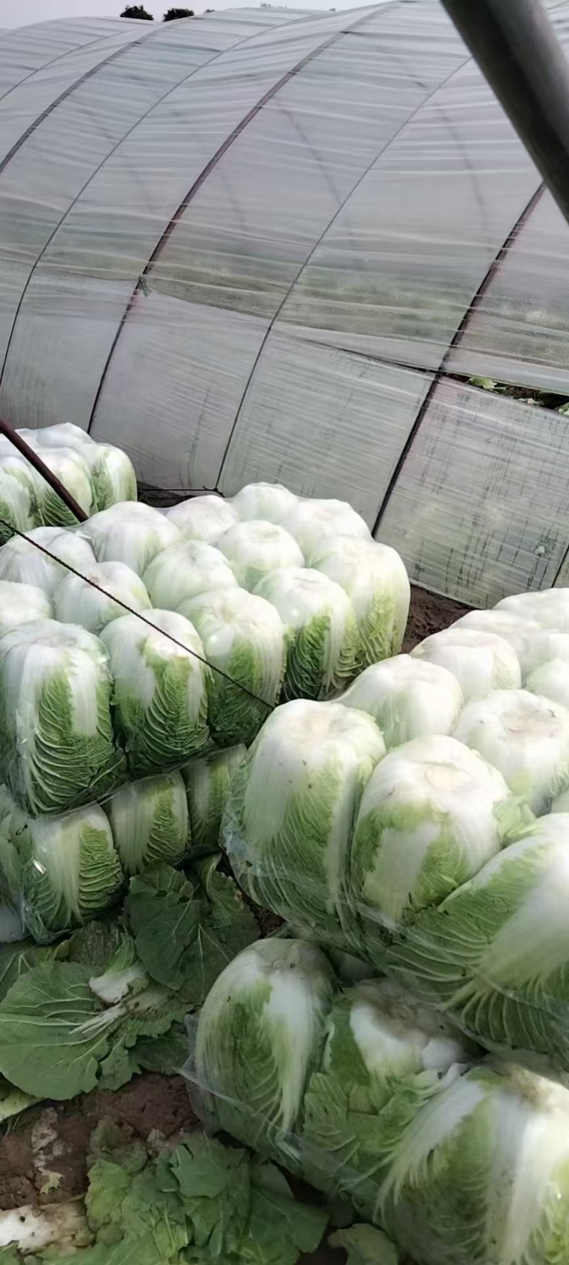 江苏东台黄心白菜大量供货产地直发价格优惠品质保证