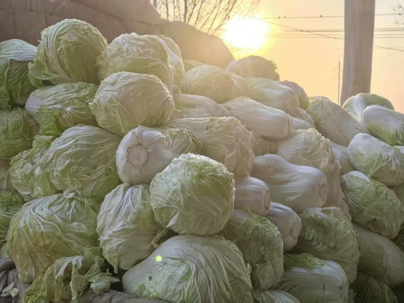 新鲜黄心白菜，健康，口感脆嫩，营养丰富，家庭餐桌