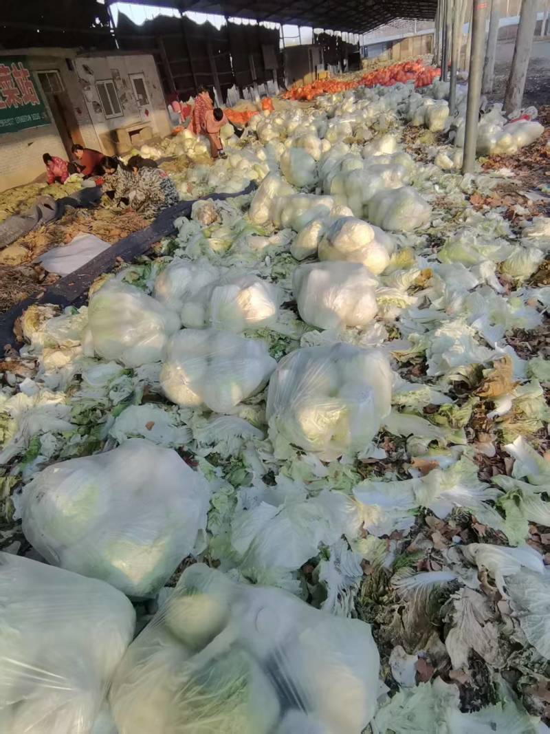 新鲜黄心白菜，健康，口感脆嫩，营养丰富，家庭餐桌