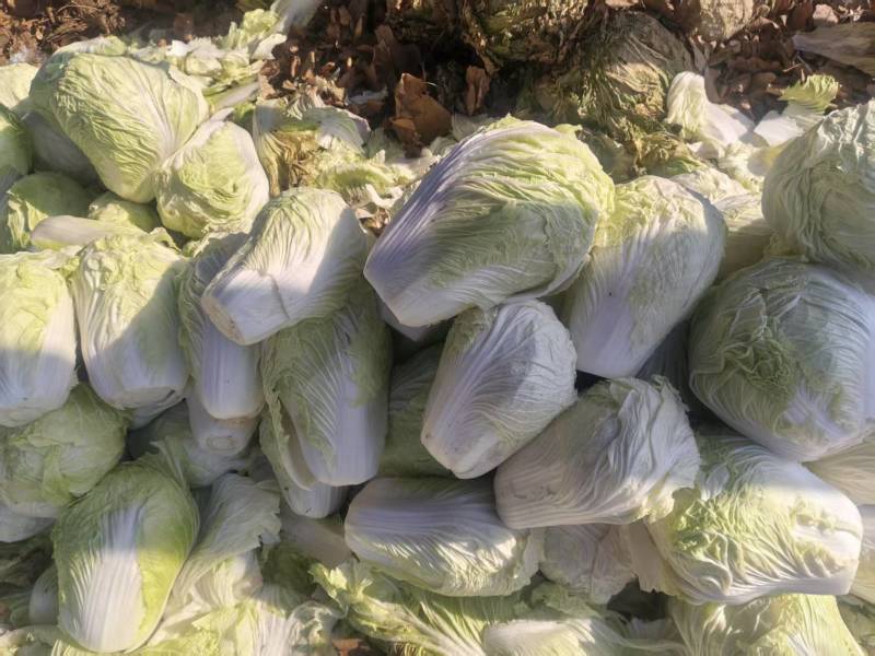 正品保障山东黄心白菜精品打包一条龙服务源头供应欢迎联系