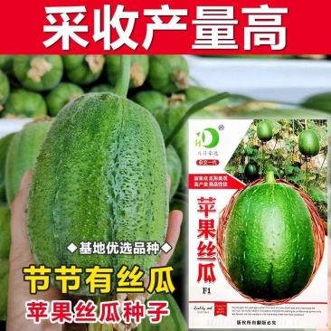 苹果丝瓜种子果实短筒形肉色翠绿脆爽细嫩不易老化