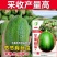 苹果丝瓜种子果实短筒形肉色翠绿脆爽细嫩不易老化