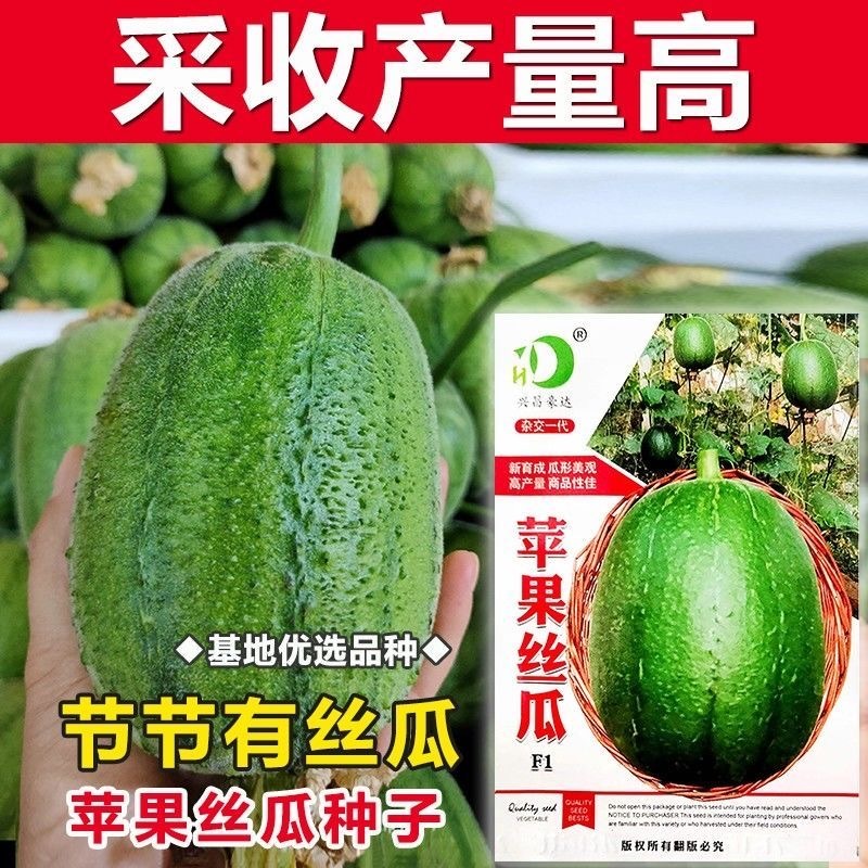 苹果丝瓜种子果实短筒形肉色翠绿脆爽细嫩不易老化
