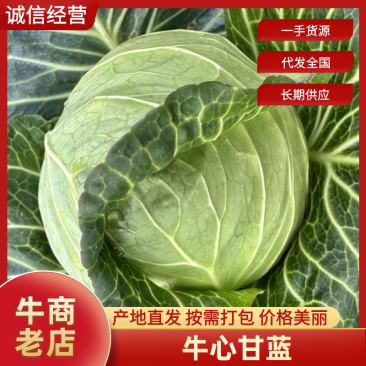 牛心甘蓝，高品质品种，万亩基地大量供应，源头货源欢迎订购