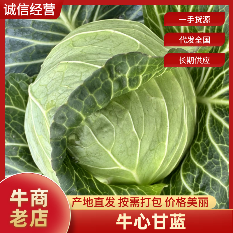 牛心甘蓝，高品质品种，万亩基地大量供应，源头货源欢迎订购