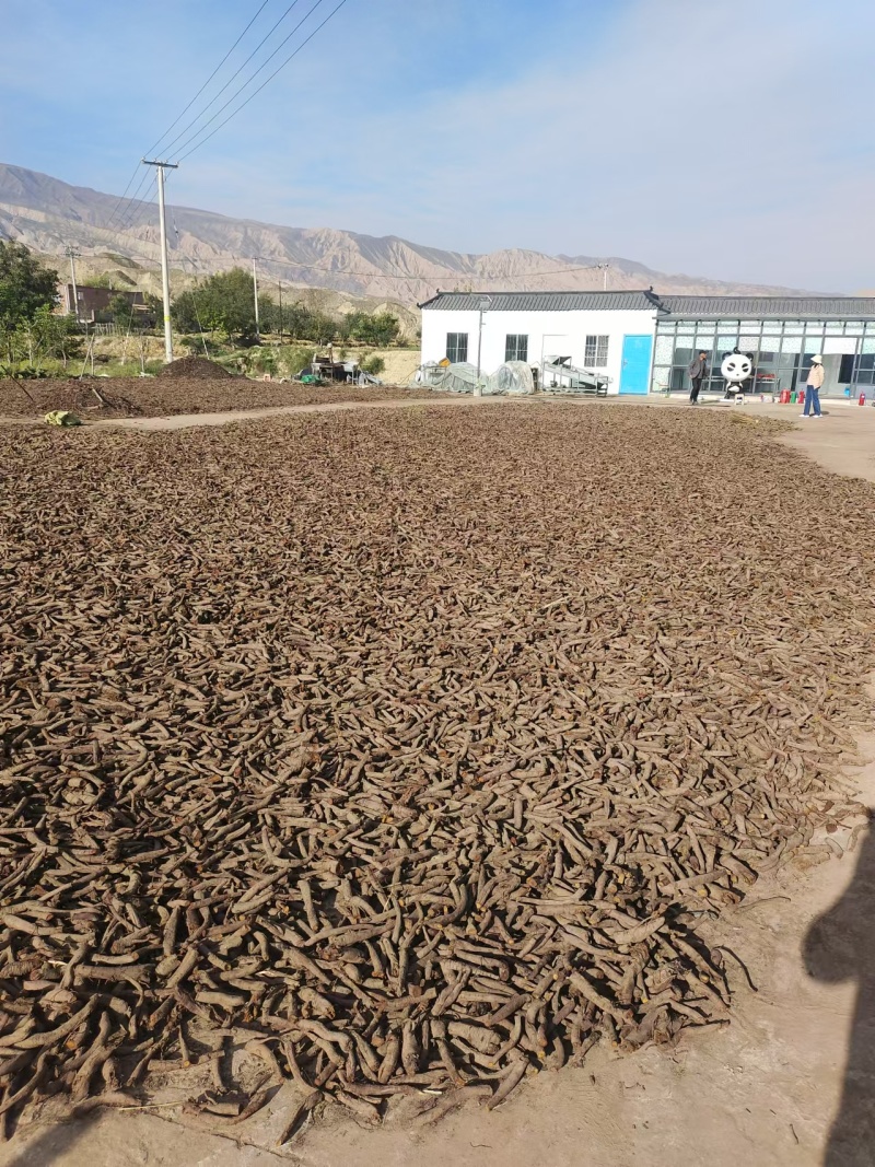 唐古特大黄质量保证价格合理全国发货欢迎联系