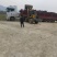 唐古特大黄质量保证价格合理全国发货欢迎联系