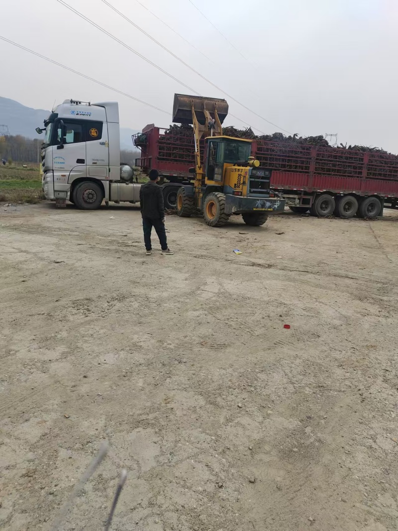 唐古特大黄质量保证价格合理全国发货欢迎联系