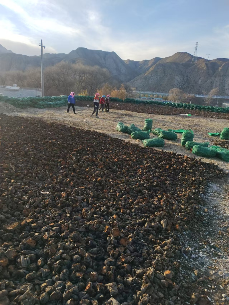 青海唐古特大黄对接全国各地批发市场档口欢迎议价