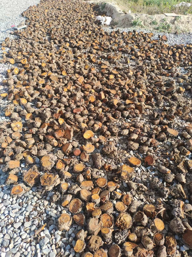 青海唐古特大黄对接全国各地批发市场档口欢迎议价