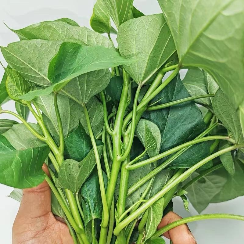 烟薯苗苗地直供价格实惠欢迎联系订购量大从优