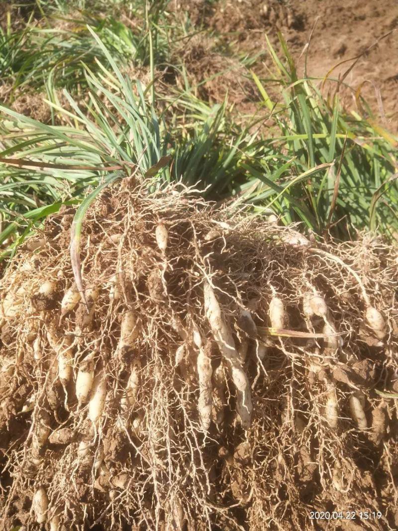 大叶麦冬中药材麦冬苗农村种植基地直销