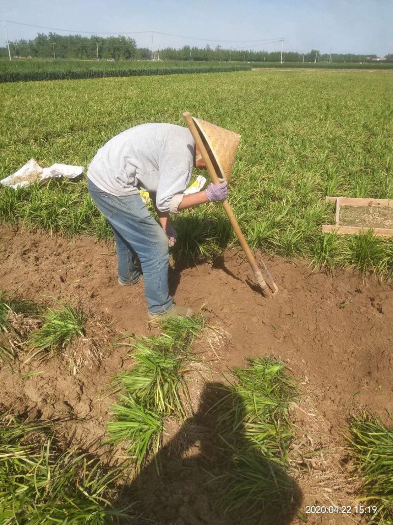 大叶麦冬中药材麦冬苗农村种植基地直销