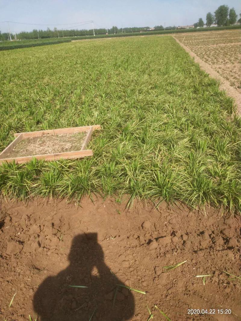 大叶麦冬中药材麦冬苗农村种植基地直销