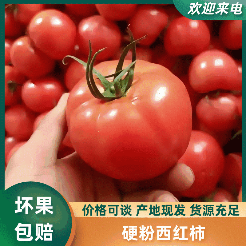 【精品】大棚硬粉西红柿产地直发可以视频看货量大从优